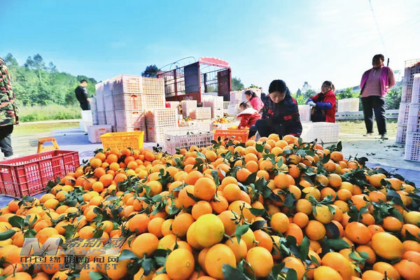 连日来,安州区花荄镇九合村杂柑产业园区,果农们忙着收获橙子.