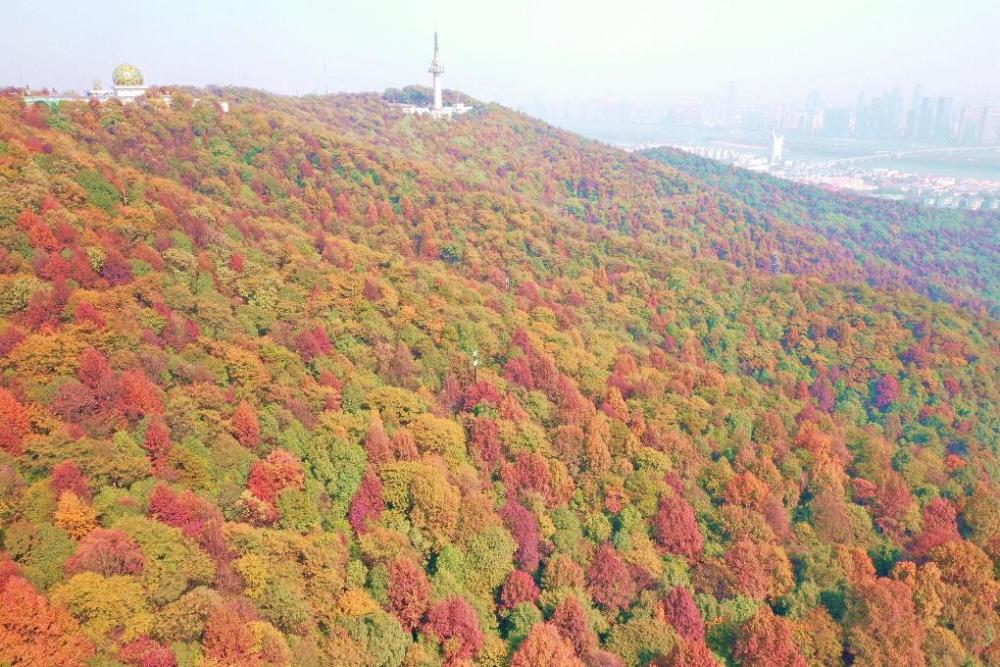 湖湘自然历丨秋色染树梢独叹枫香林,寒来好颜色_腾讯新闻