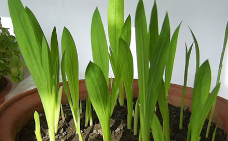 香雪兰栽种最佳时间,这个点种植成活率最高_腾讯新闻