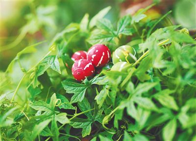 顽皮野果山中长揭秘美丽毒瓜双轮瓜