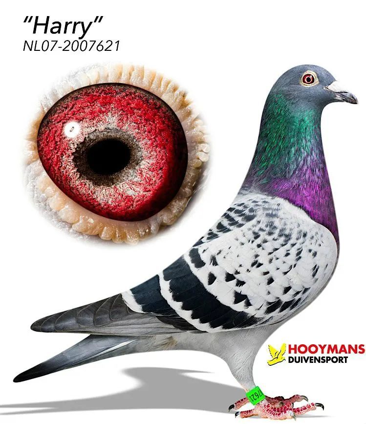 名鸽盖比世界级传奇种公超级盖比的诞生