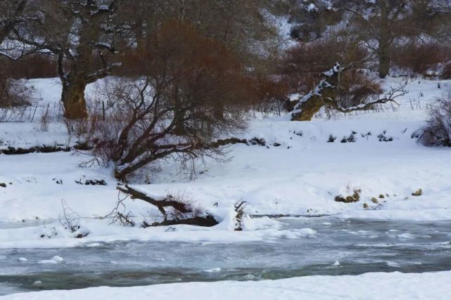 新疆昭苏木扎尔特河冬色美