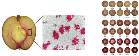 genomebiology南京农业大学联合揭示梨果实石细胞性状遗传调控网络
