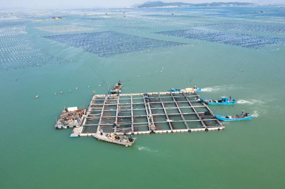 海上养殖清理落实中央环保督察反馈问题整改诏安县清理海上无序养殖
