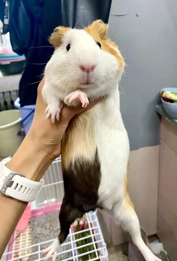 猪猪萌照第176期ymy家可爱短顺荷兰猪第3期