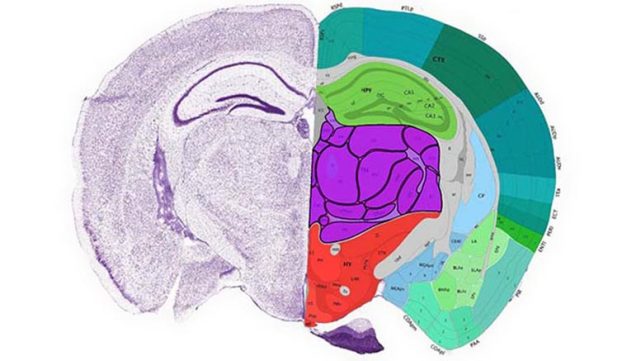 科学家绘制出小鼠大脑图谱为人脑图绘制铺路