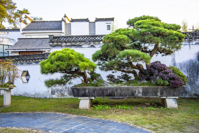 实力宠娃的鲍家花园,中国最大的私家园林盆景观赏地