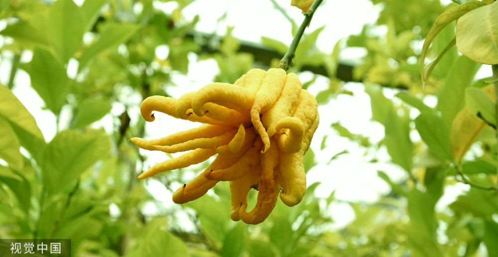 一,佛手疏肝行气的应用