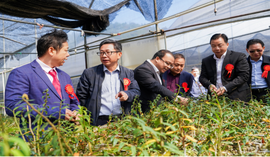 参观种植基地活树仿野生铁皮石斛种植基地益诊康集团董事长黄金华