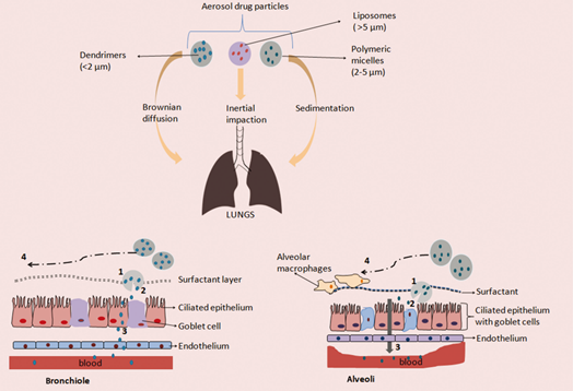 bioi最新速递纳米及微米递药系统在肺部药物递送中的应用进展