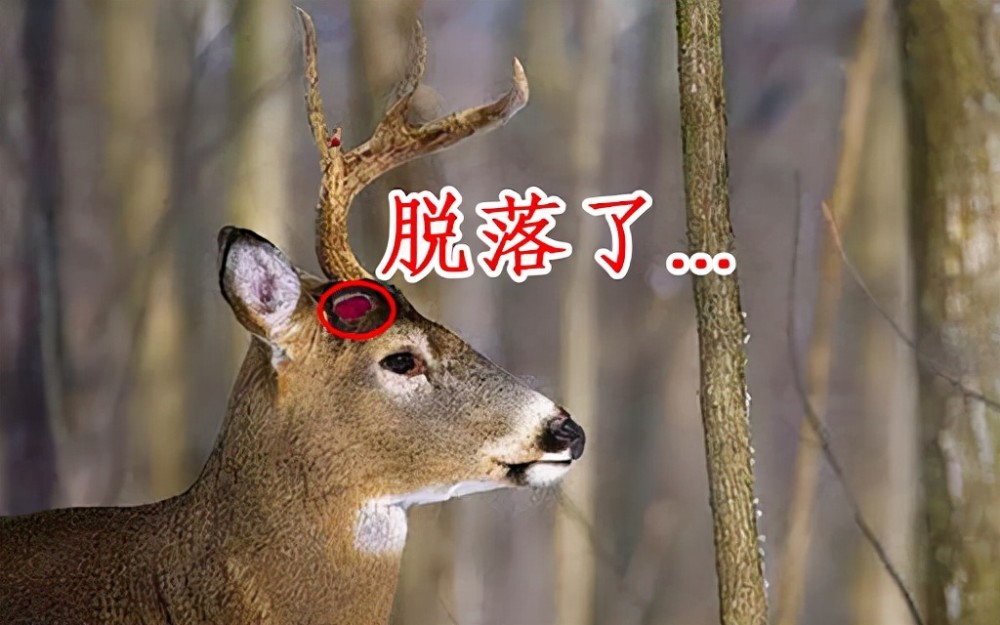 鹿角脱落即使被困住的雄鹿有幸耗死对手,那他也将带着几百斤的尸体