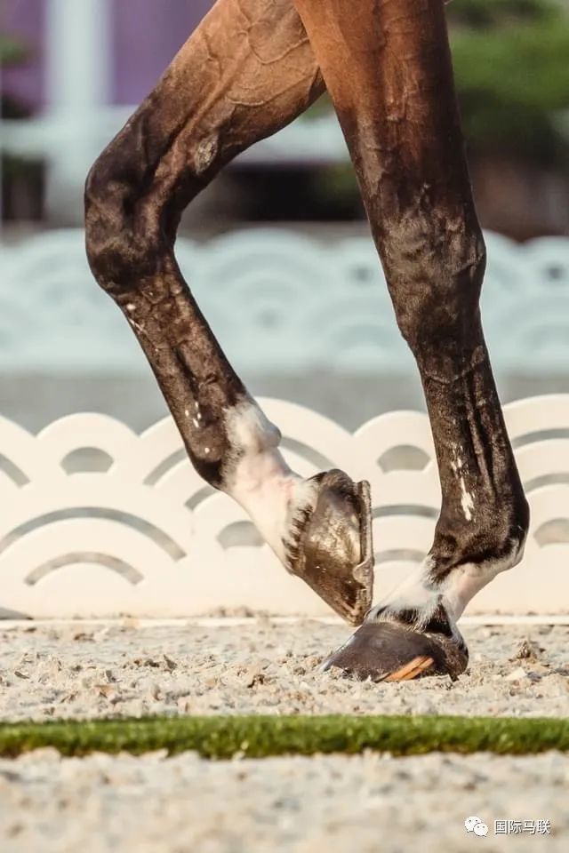 活久见你的马会踢人吗