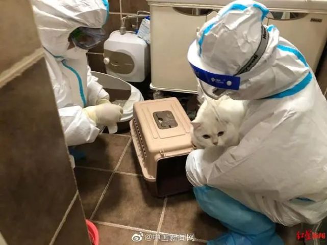 主人被隔离宠物猫做核酸检测网友喊话抄作业