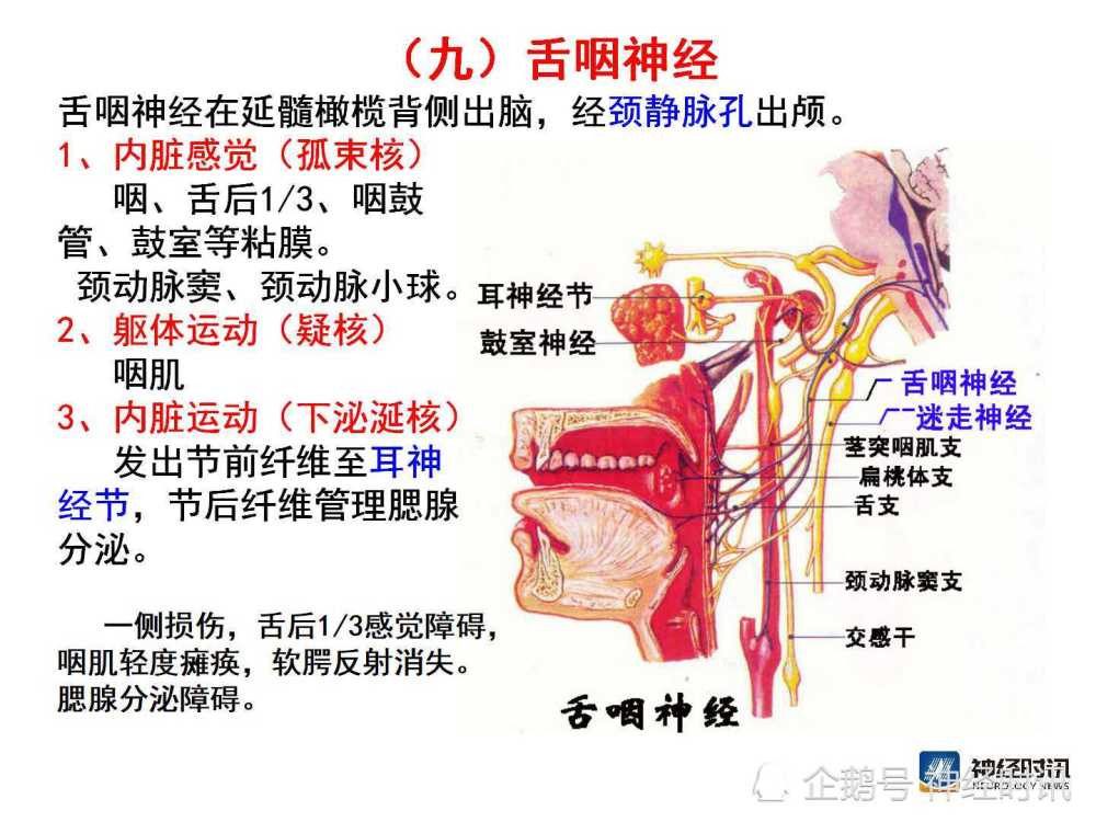 腦神經解剖圖精細課件講解