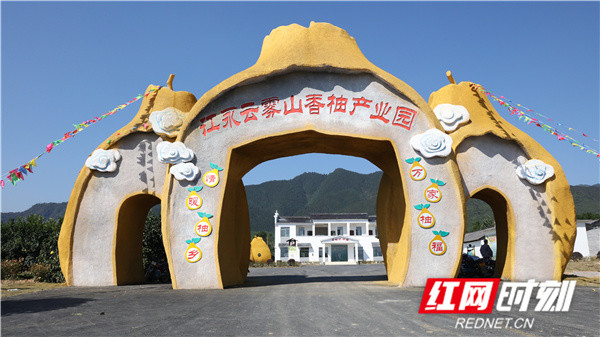 江永香柚:柚中"爱马仕"受追捧