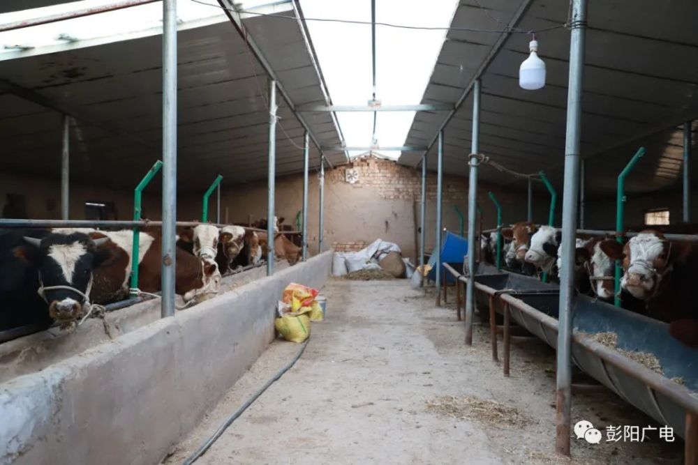 彭阳县小岔乡养牛养出了牛日子