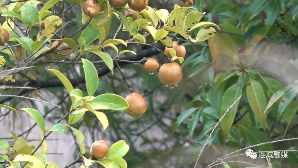 在四堡鎮種植戶馬華昌300餘畝的油茶山上,漫山遍野的油茶樹枝繁葉茂