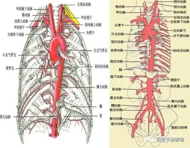 行径:升主动脉起于左心室,至右侧第2胸肋关节高度移行为主动脉弓,弓行