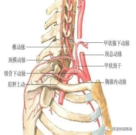 右侧起自头臂干,左侧起自主动脉弓,出胸廓上口弯向外.