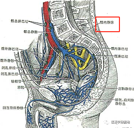 髂內外靜脈在骶髂關節的前方匯合成髂總靜脈.11.