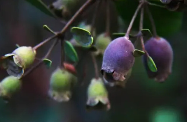 挖回山稔怎么种植保持酸性土壤高湿度和温暖环境成活率高点