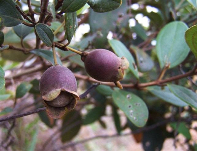 挖回山稔怎么种植保持酸性土壤高湿度和温暖环境成活率高点