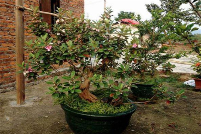 挖回山稔怎么种植保持酸性土壤高湿度和温暖环境成活率高点