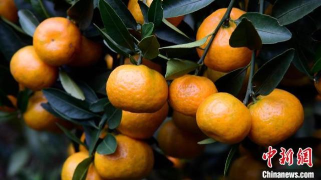 广西柳城华侨农场靠种蜜桔成"亿元村" 归侨从一无所有到房车两全