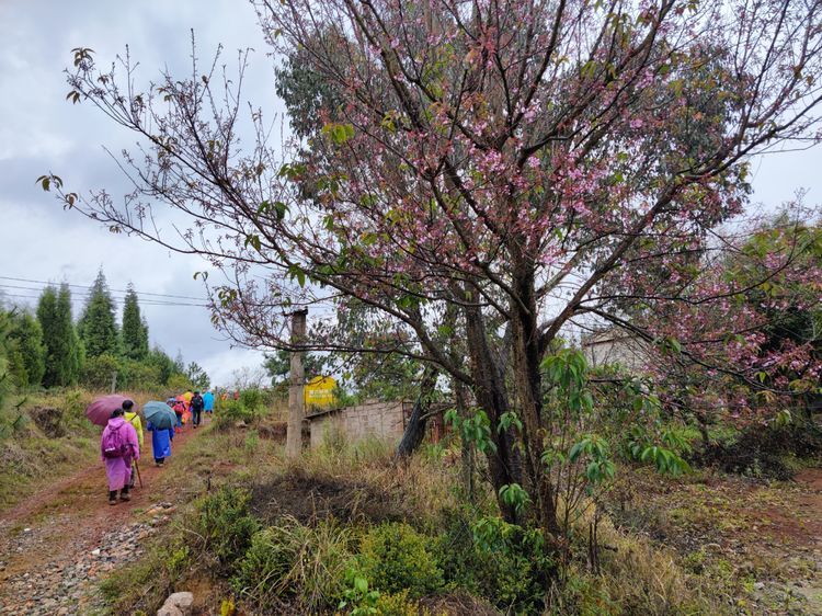 週末徒步雨中行從昆明海口林場穿越到觀音山相約一路紅