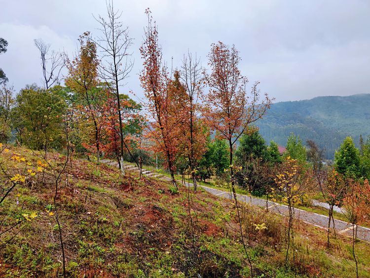 週末徒步雨中行從昆明海口林場穿越到觀音山相約一路紅