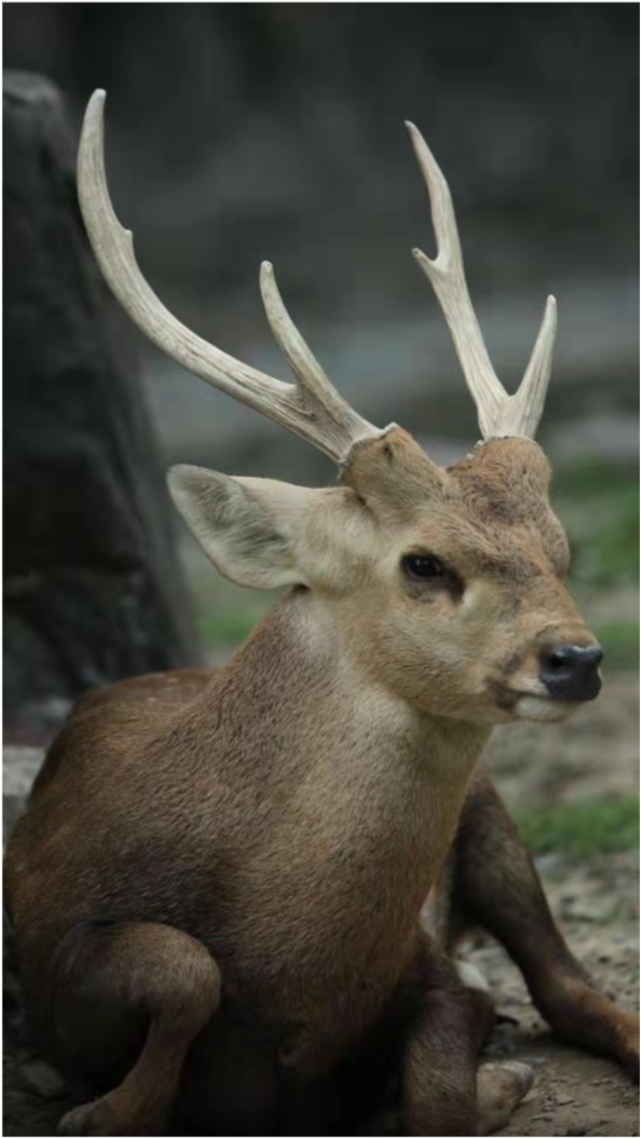 国家一级保护动物—豚鹿|一级保护动物|高草丛|柬埔寨_社会|东南亚