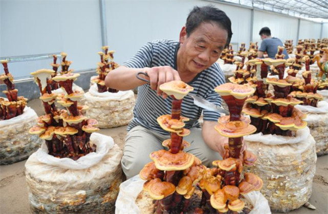 种植灵芝的技术与方法