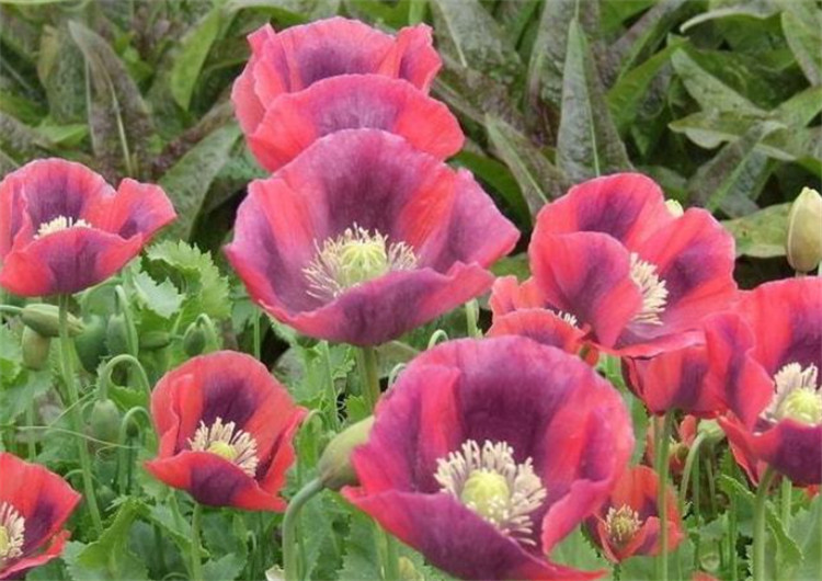 罂粟6月份可以种植吗?不可以_腾讯新闻