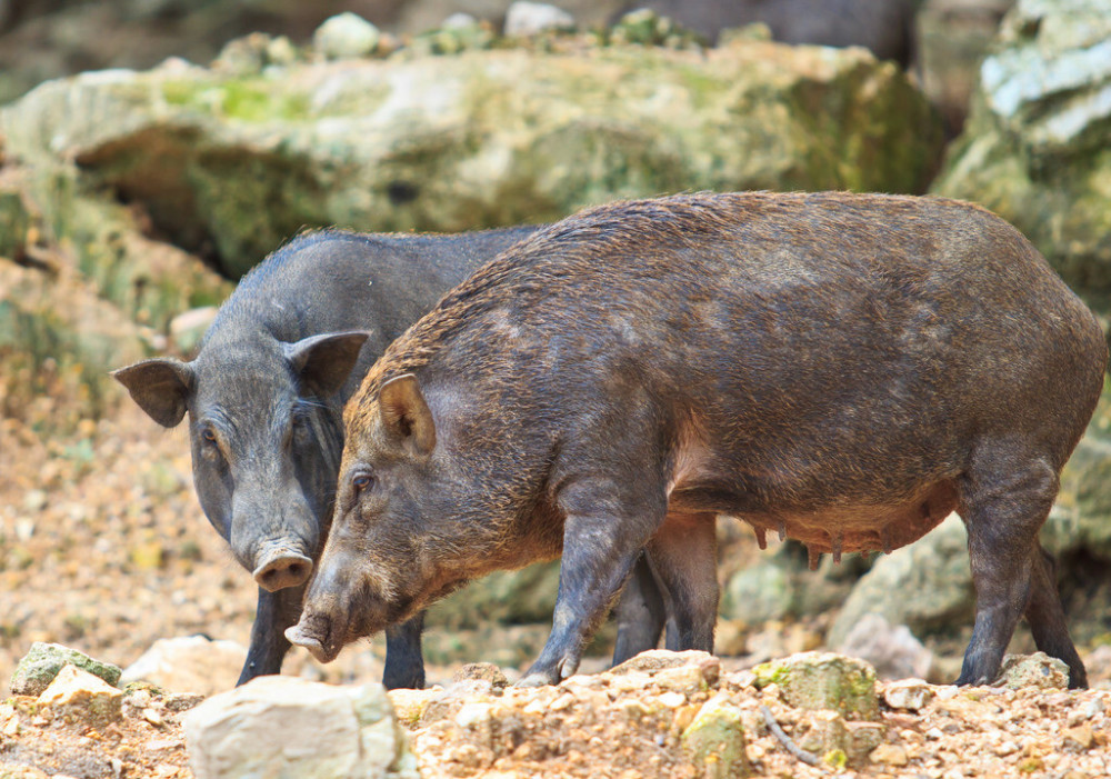 2万头野猪泛滥成灾四川成立野猪捕猎队2天半损失6万元