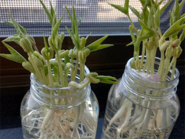 绿豆也是在家庭厨房当中很常见的一种食材,将绿豆泡在水中,可以清楚地