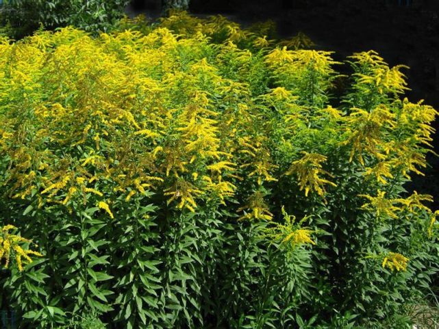 加拿大一枝黄花到底是什么 加拿大一枝黄花到底是什么品种