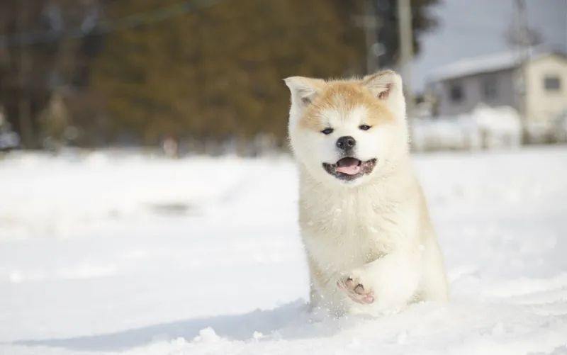 秋田犬如何訓練我們一塊來看看吧