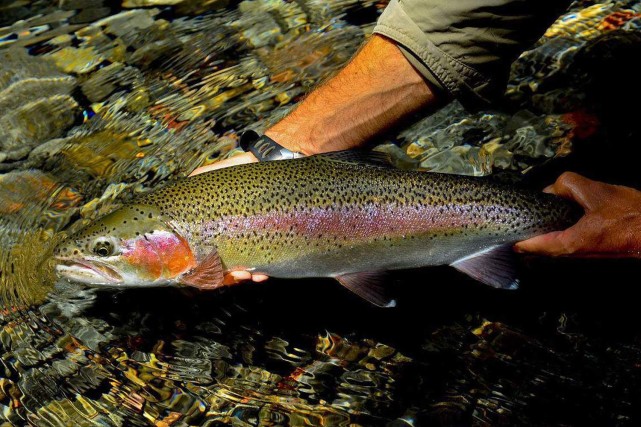号称淡水三文鱼,是一种鲑科鲑属的冷水性鱼类,还是世界名贵鱼类之一.