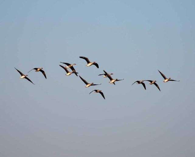 成群的大雁往南飞美丽济南歇歇脚