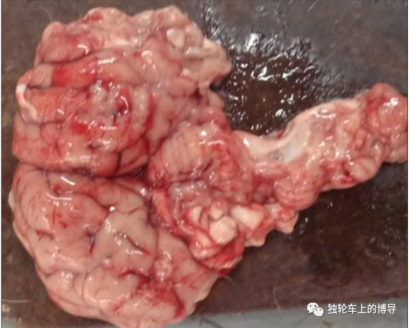 图解狂犬病三种实验诊断方法的比较