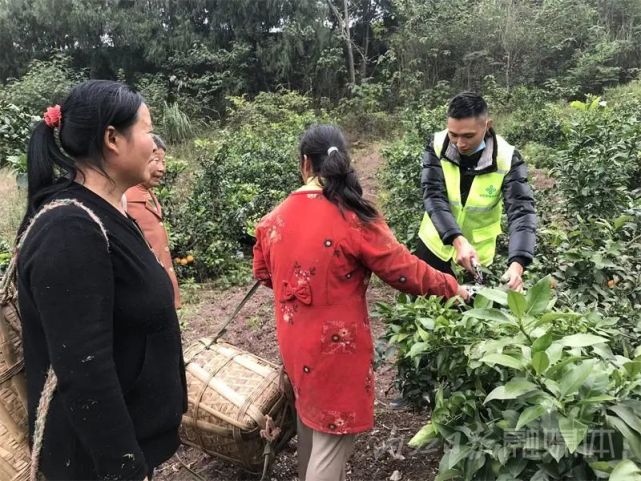 村民万进群打通了资中邦民供销合作社采摘收购部业务经理唐昭强的电话