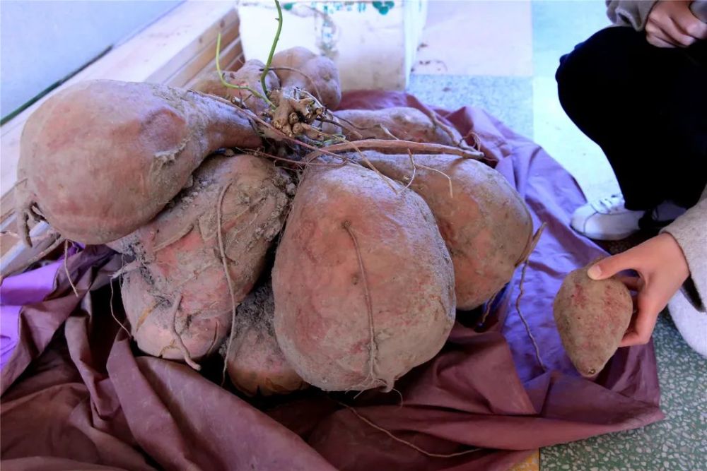 据华亭镇农业服务中心相关工作人员介绍,种出巨型番薯的原因一方面