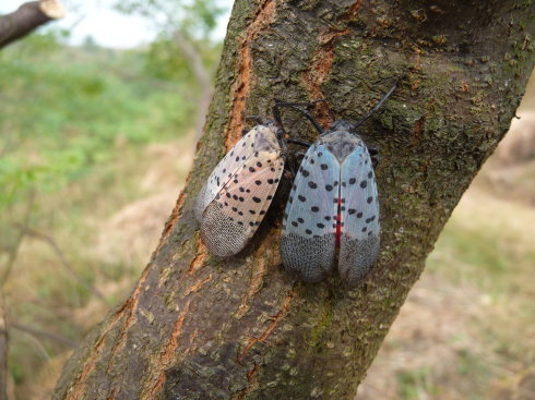 椿树上常见的花姑娘原本以为是害虫中医却将其称为鸡