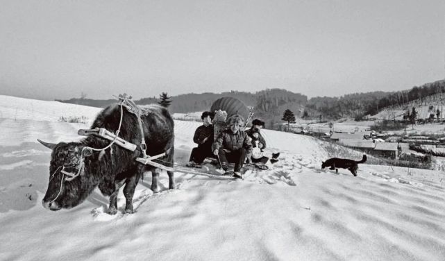 赶着牛爬犁,穿越冰雪地,买回新年货.