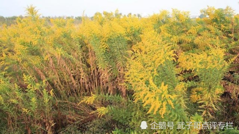 惡魔之花入侵河南加拿大一枝黃花為何讓人聞之色變