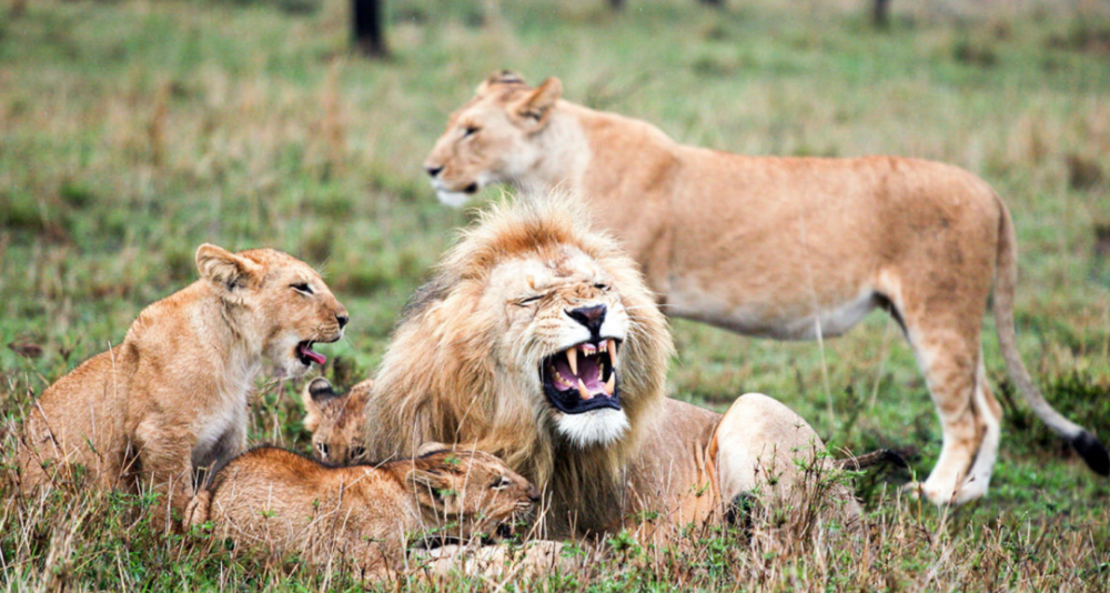 比人类压力还大的雄狮到底多悲惨?