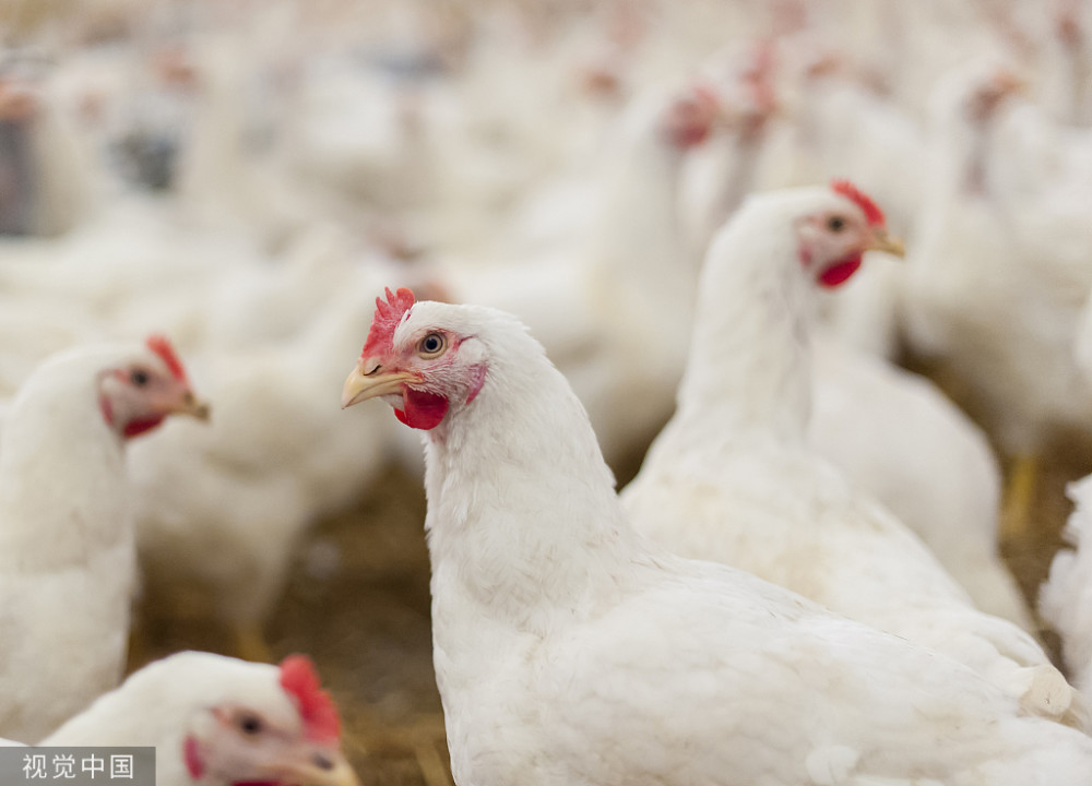 42天就能出栏的速生鸡曾被外国公司垄断大家平时常吃却不知