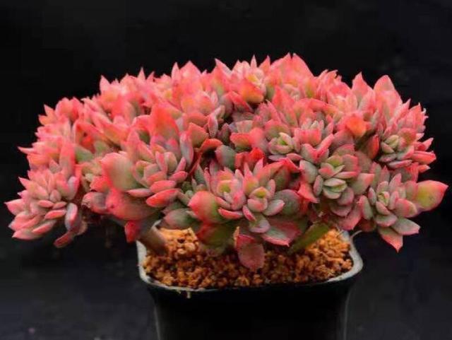 夏季绿如菜,秋冬红如火的绮罗,多肉中的5好品种,你养了吗?