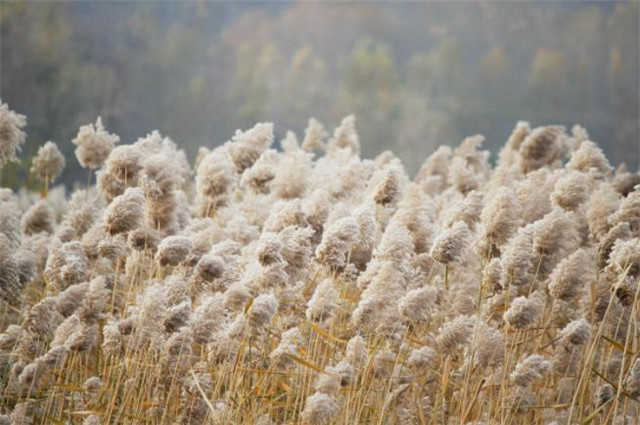 枫叶荻花秋瑟瑟，黄芦苦竹绕宅生，谈谈白居易《琵琶行》里的芦荻_腾讯新闻