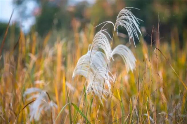 枫叶荻花秋瑟瑟，黄芦苦竹绕宅生，谈谈白居易《琵琶行》里的芦荻_腾讯新闻